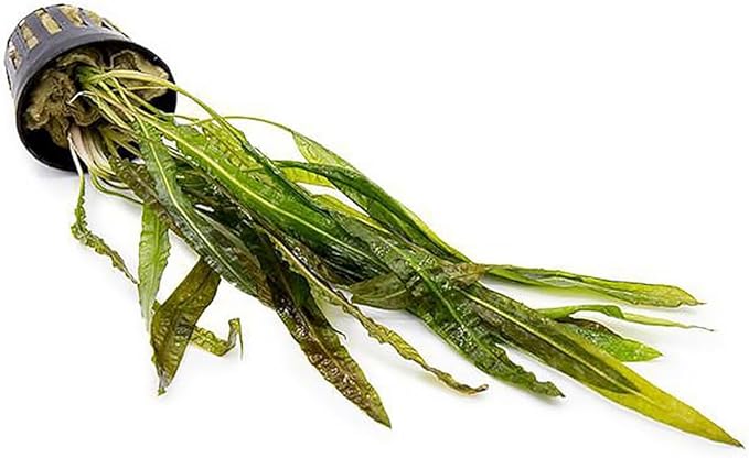 SubstrateSource Cryptocoryne Live Aquarium Plants - Freshwater Plant for Aquariums, Planted Fish Tanks - Beginner Friendly (Balansae, 3 Pots (15-20 Plants))