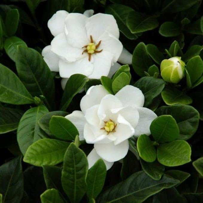 2 Frostproof Jasmine Plants Live, Climbing Jasmine Indoor Outdoor Live, Fragrant, 5-9" in Tall, No Pot, Hardy and Fast-Growing