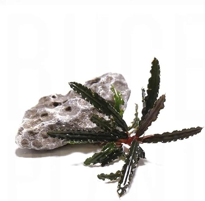 SubstrateSource Live Plants – Bucephalandra Belindae (Bucephalandra belindae) – Low to Medium Light, Dark Iridescent Green Color, Foreground to Midground Placement, Rhizome Growth - Loose, 1 Pack