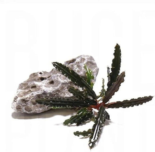 SubstrateSource Live Plants – Bucephalandra Belindae (Bucephalandra belindae) – Low to Medium Light, Dark Iridescent Green Color, Foreground to Midground Placement, Rhizome Growth - Loose, 1 Pack