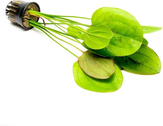 SubstrateSource Echinodorus Yellow Sun Sword Live Plant for Freshwater Aquariums, Natural Fish Tank Decorations, and Aquatic Decor (1 Pot (2-3 Plants))