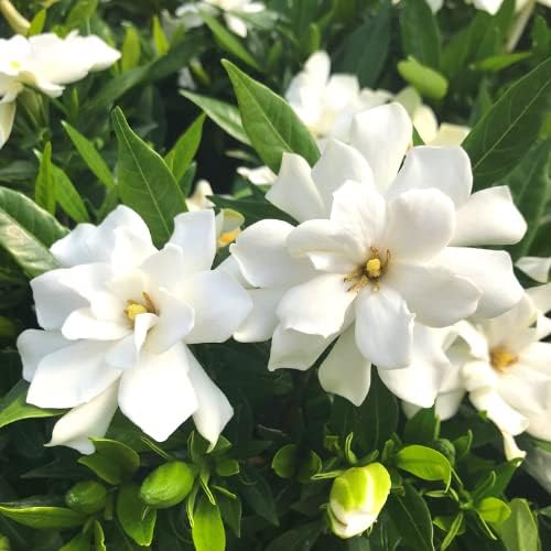 2 Jasmine Plants Live, Jasmine Flower Plant, 5 Inc Long, Annual Blooming Climbing Vine (Frost Proof)