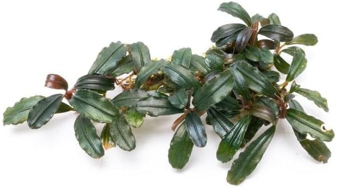 SubstrateSource Bucephalandra Krivbass Live Aquarium Plant - Natural Freshwater Fish Tank Decorations, Aquatic Decor (Plant (6-10 Leaves))