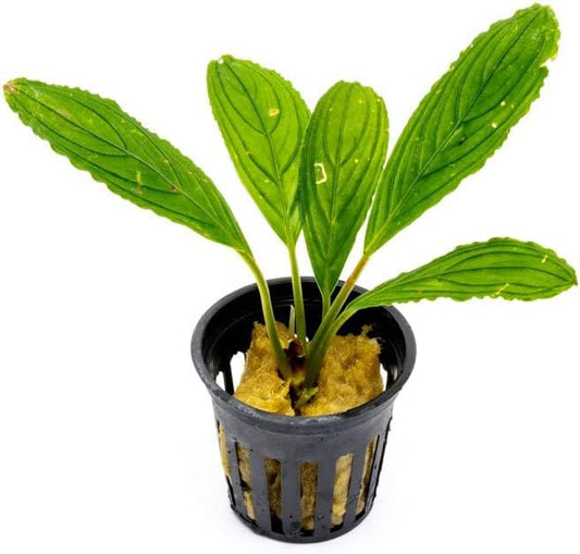 SubstrateSource Bucephalandra Green Achilles Potted Live Aquarium Plant - Natural Freshwater Fish Tank Decorations, Aquatic Décor