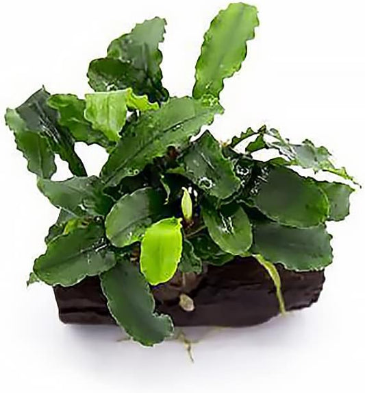 SubstrateSource Live Aquarium Plants on Driftwood, Lava Rock, Moss Mat - Freshwater Fish Tank Plants (Bucephalandra Green Wavy, Driftwood (Small))