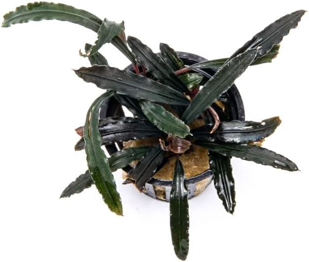 SubstrateSource Bucephalandra Velvet 3 Color Potted Live Aquarium Plant - Natural Freshwater Fish Tank Decorations, Aquatic Décor