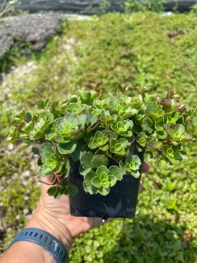 3 Dragon's Blood Sedum in 4 inch containers