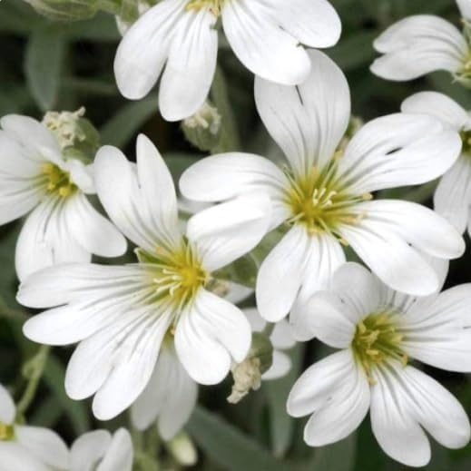 3500 Snow in Summer Seeds - Great Ground Cover, Xeriscape - Perennial