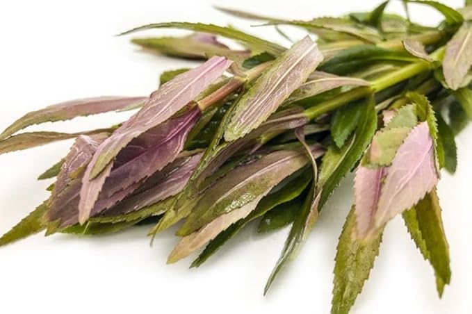 SubstrateSource Live Aquarium Stem Plants - Freshwater Aquatic Plant for Fish Tanks, Aquascaping - (Limnophila Aromatica, 4 Bunches)