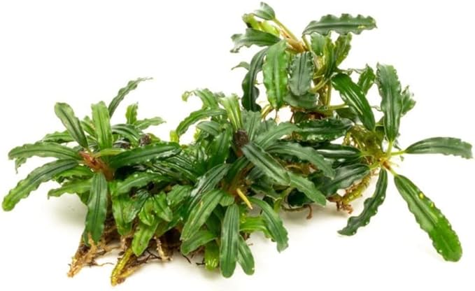 SubstrateSource Bucephalandra Catherinae Green Live Aquarium Plant - Natural Freshwater Fish Tank Decorations, Aquatic Décor - Plant (10-15 Leaves)