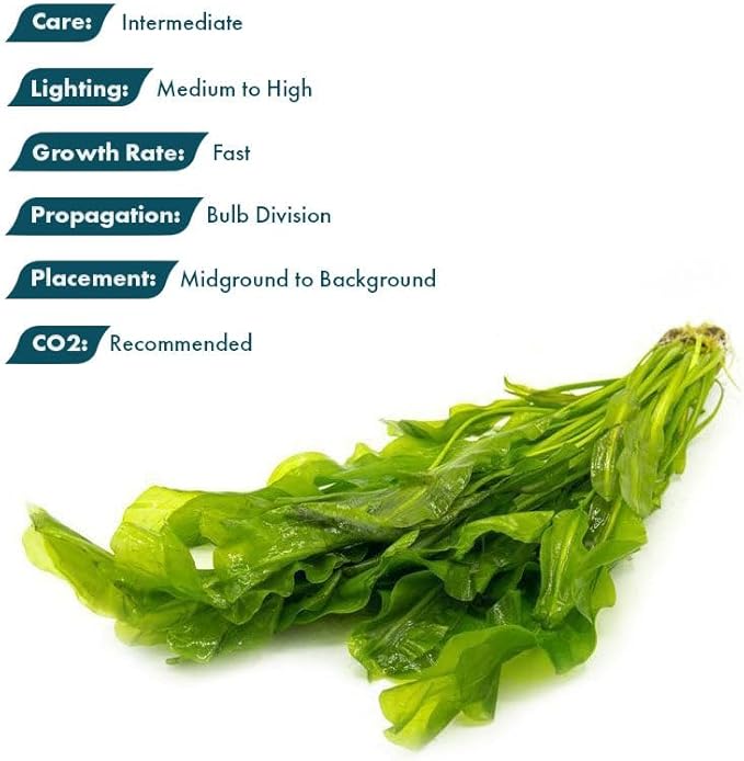 SubstrateSource Live Plants – Aponogeton Ulvaceus (Aponogeton ulvaceus) – Medium to High Light, Bright Green Color Accent, Midground to Background Placement, Wavy Leaf – Bulb/Bunch, 1 Pack