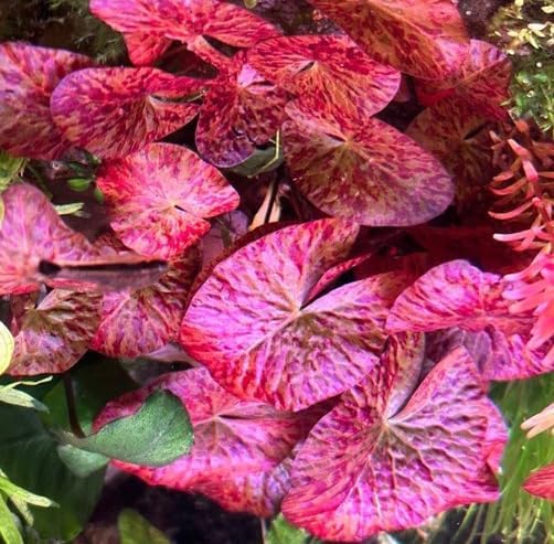 Red Tiger Lotus Lily Bulb Nymphea zenkeri Live Aquarium Plant Guarantee to Grow Rhizome Root Also for Bonsai Bowl or Patio Water Feature Awesome Aquatic (1, Red Tiger Lotus)