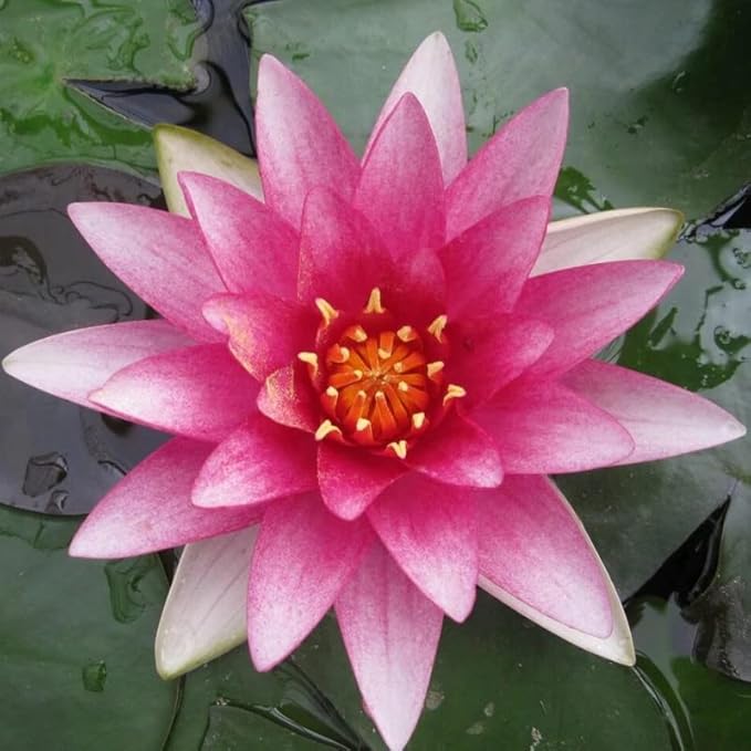 Rembrandt Live Perennial Water Lily Perfect Pond Plant Pre Grown Bare Root Waterlily Outdoor Koi Pond or Container Ponds Lillies pregrown Lilly pad