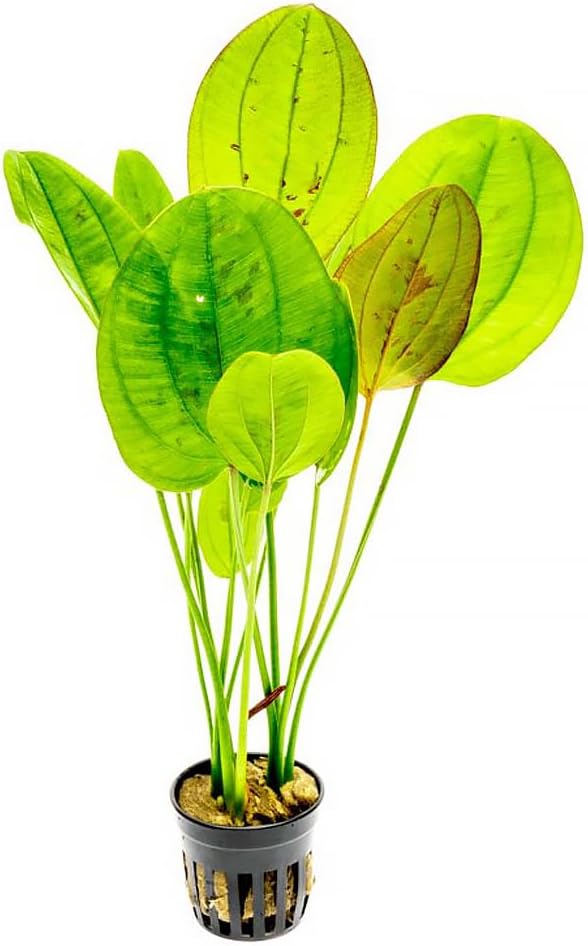 SubstrateSource Echinodorus Yellow Sun Sword Live Plant for Freshwater Aquariums, Natural Fish Tank Decorations, and Aquatic Decor (1 Pot (2-3 Plants))