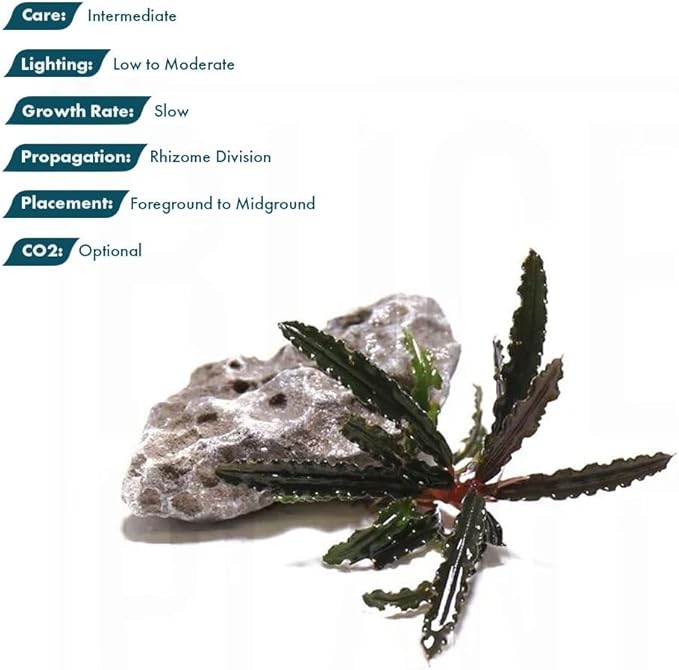 SubstrateSource Live Plants – Bucephalandra Belindae (Bucephalandra belindae) – Low to Medium Light, Dark Iridescent Green Color, Foreground to Midground Placement, Rhizome Growth - Loose, 1 Pack