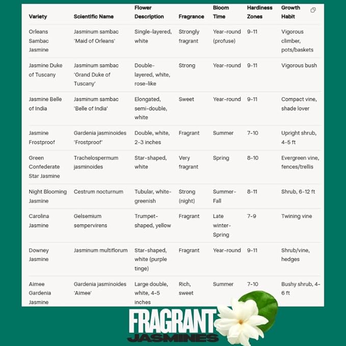 2 Green Confederate Star Jasmine Plants Live, Climbing Jasmine Indoor Outdoor Live, Fragrant, 5-9" in Tall, No Pot, Hardy and Fast-Growing