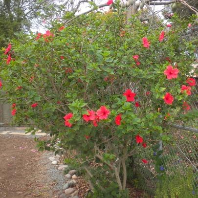 Pink Hibiscus. rosa-sinensis. Live Plant - Tropical Blooming Hibiscus, Pretty Flowers, Used in Tea and Juice (2 Pink Hibiscus sacs)
