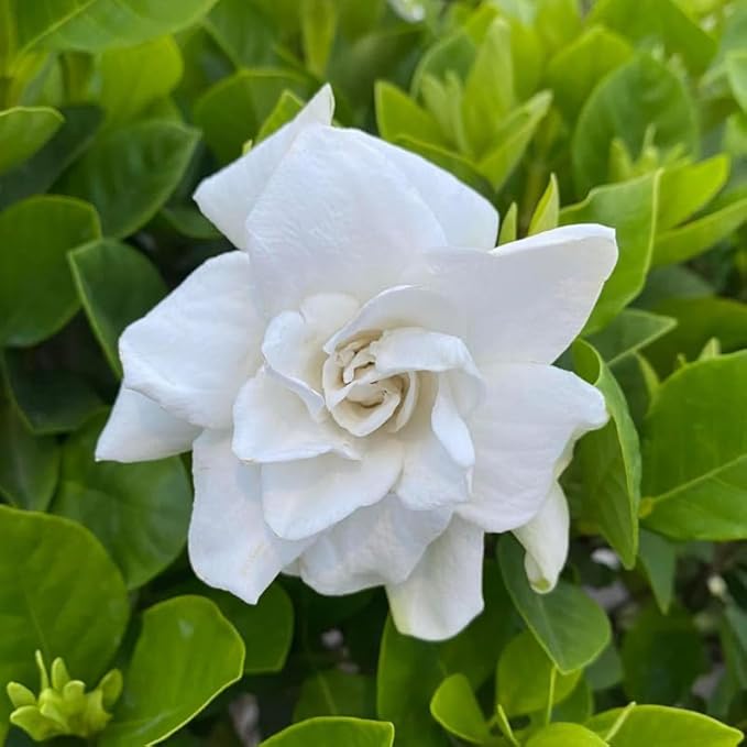 2 Carolina Jasmine Plants Live, Climbing Jasmine Indoor Outdoor Live, Fragrant, 5-9" in Tall, No Pot, Hardy and Fast-Growing