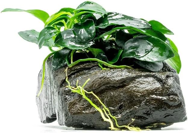 SubstrateSource Live Aquarium Plants on Driftwood, Lava Rock, Moss Mat - Freshwater Fish Tank Plants (Anubias Nana Petite, Driftwood (Small))