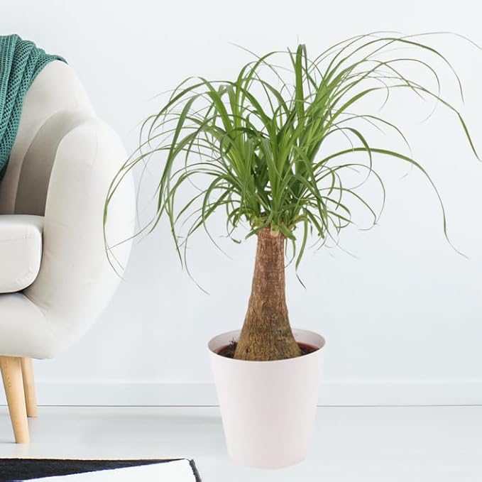 Gardenera Premium Nolina Plant Potting Mix - Crafted for Robust Growth and Distinctive Form - 1 Quart