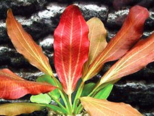 10 Species Live Aquarium Plants Package - Microsorum Java Fern, Swords, Vallisneria and More!