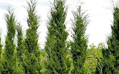 Hillspire Juniper | 1 Live Quart Size Plant | Stunning Evergreen for Ornamental Landscaping, Privacy Screen or Windbreak, Drought Resistant
