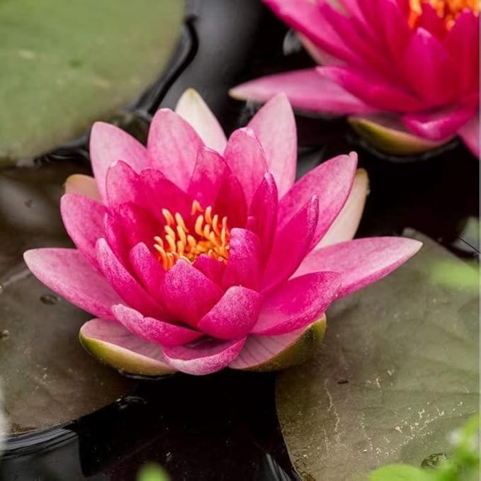 Rembrandt Live Perennial Water Lily Perfect Pond Plant Pre Grown Bare Root Waterlily Outdoor Koi Pond or Container Ponds Lillies pregrown Lilly pad