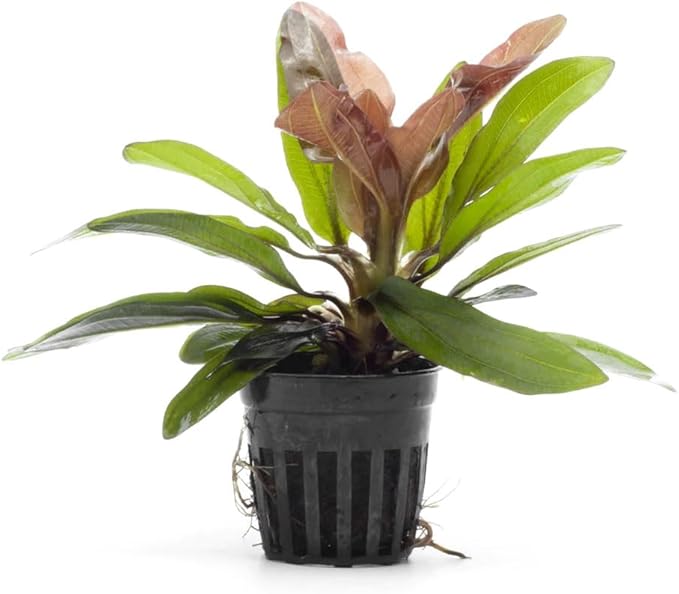 SubstrateSource Live Plants - Echinodorus ‘Red Rubin’ (Echinodorus sp.) - Medium to High Light, Red Green, Midground to Background, Freshwater Aquascaping Aquatic Plant - Pot