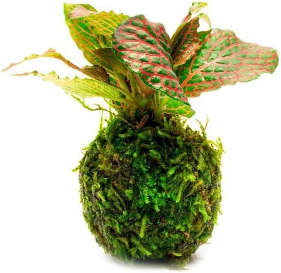 SubstrateSource Live Aquarium Plants on Driftwood, Lava Rock, Moss, Fiber Mat - Freshwater Fish Tanks - Easy, Beginner Friendly (Fittonia Albivenis On Clay Moss Ball)