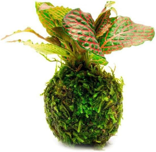 SubstrateSource Live Aquarium Plants on Driftwood, Lava Rock, Moss, Fiber Mat - Freshwater Fish Tanks - Easy, Beginner Friendly (Fittonia Albivenis On Clay Moss Ball)