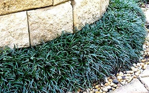 Dwarf Mondo Grass | 5 Large Quart Size Plants | Ophiopogon Japonicus Nanus | Live Shade Loving Evergreen Ground Cover