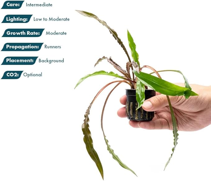 SubstrateSource Live Plants - Crypt Spiralis Tiger (Cryptocoryne spiralis 'Tiger') - Low to Medium Light, Green-Brown Color Aquatic Plant, Background Placement - Rosette Growth - Pot, 1 Pack