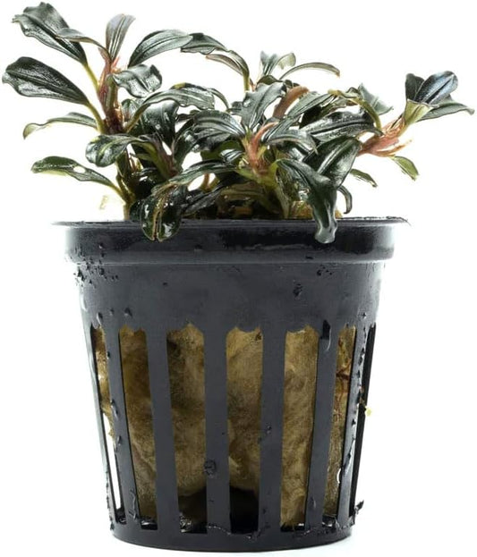 SubstrateSource Live Plants - Lamandau Mini Purple - Low to Medium Light Aquarium Display, Dark Green to Purple Accent, Foreground to Midground Aquatic Plant - Pot