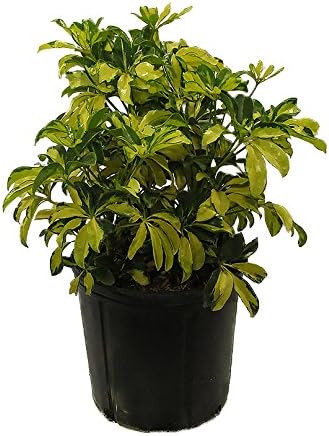 American Plant Exchange Variegated Schefflera Arboricola – 10-Inch Pot – Live Umbrella Plant with Colorful Foliage, Easy Care Shrub for Home, Office, or Garden Decor