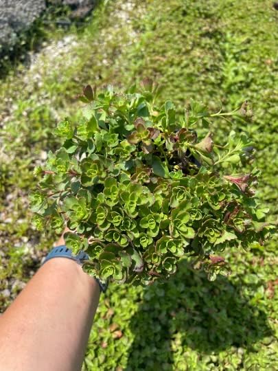 3 Dragon's Blood Sedum in 4 inch containers