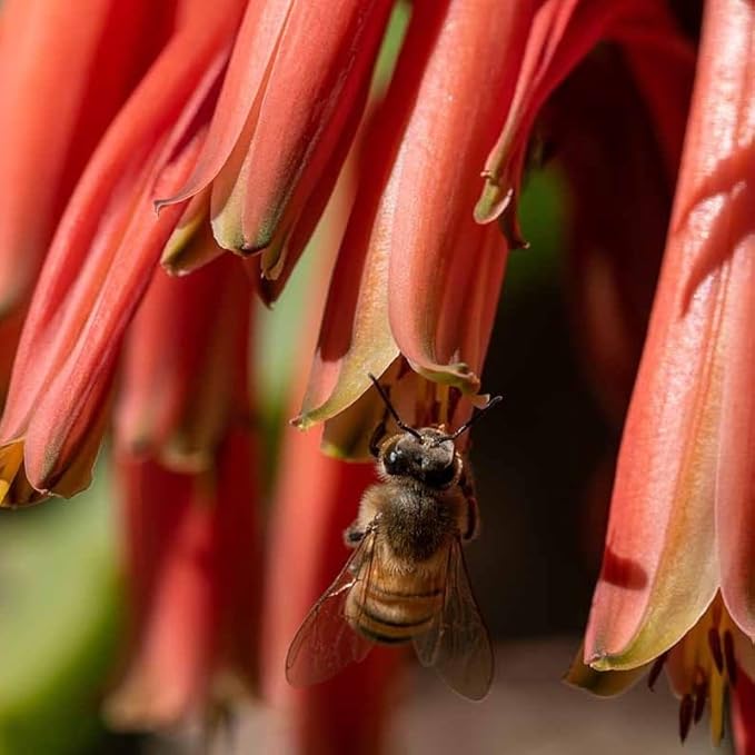 Coral Aloe Plants (Aloe striata) - Live Succulent with Striking Pink Edges and Smooth, Flat Leaves for Indoor/Outdoor Gardening (2 Coral Aloe sacs)