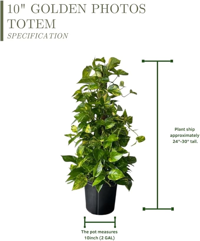 Golden Pothos Totem Live Plant - 10-inch Grower Pot, Indoor/Outdoor
