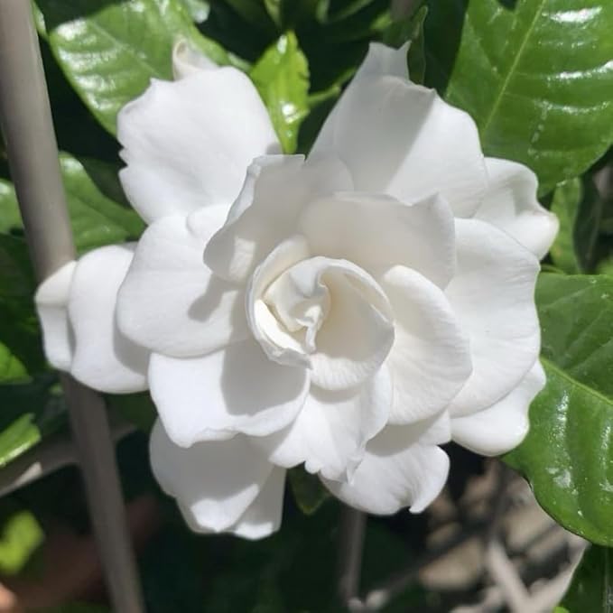 2 Carolina Jasmine Plants Live, Climbing Jasmine Indoor Outdoor Live, Fragrant, 5-9" in Tall, No Pot, Hardy and Fast-Growing