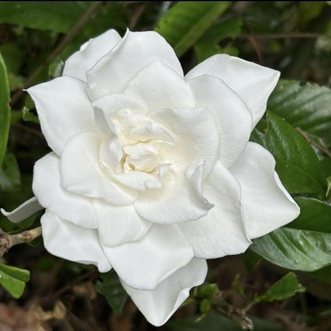 2 Carolina Jasmine Plants Live, Climbing Jasmine Indoor Outdoor Live, Fragrant, 5-9" in Tall, No Pot, Hardy and Fast-Growing