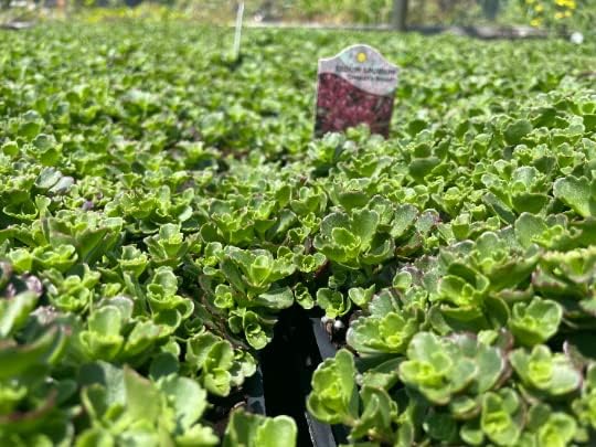 3 Dragon's Blood Sedum in 4 inch containers