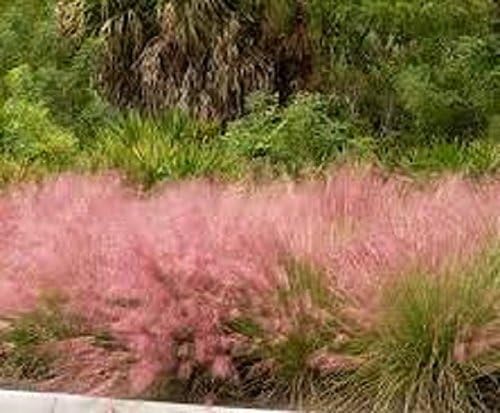 Pink Muhly Grass ( muhlenbergia ) - Live Plant - Trade Gallon Pot