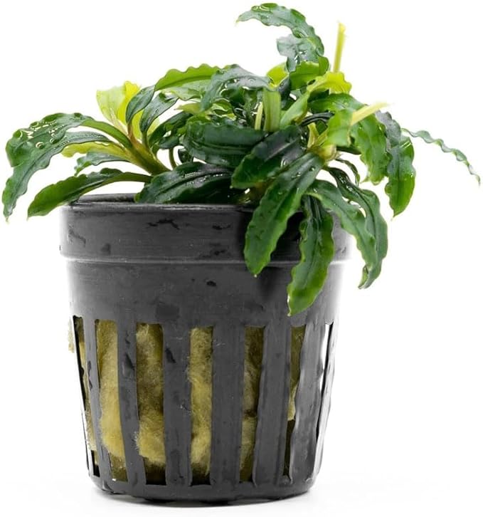 SubstrateSource Live Plants - Bucephalandra Biblis 'Blue Sky' - Low to Medium Light, Blue Violet Green Accent, Foreground to Midground, Epiphytic - Pot