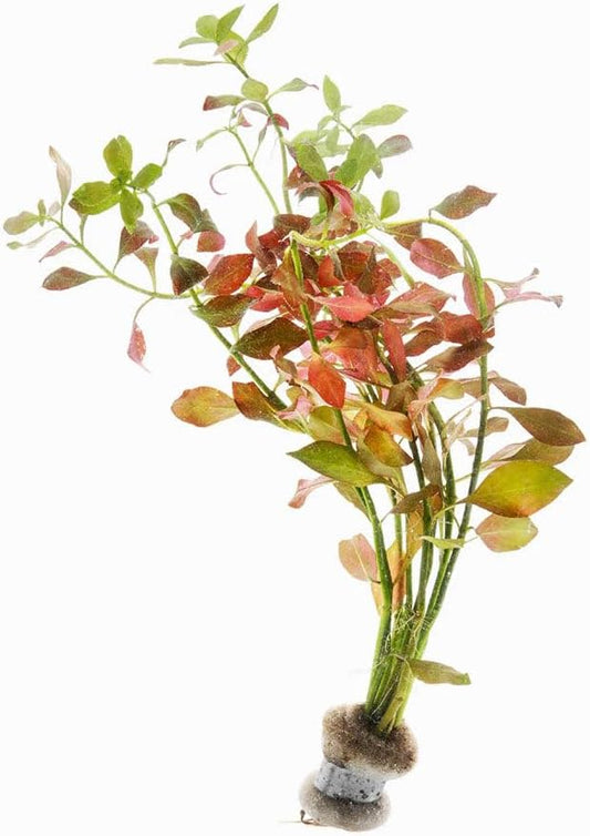 SubstrateSource Live Plants – Ludwigia Ovalis – Moderate to High Light, Green to Orange, Midground Accent – Lead Bunch, 4 Pack