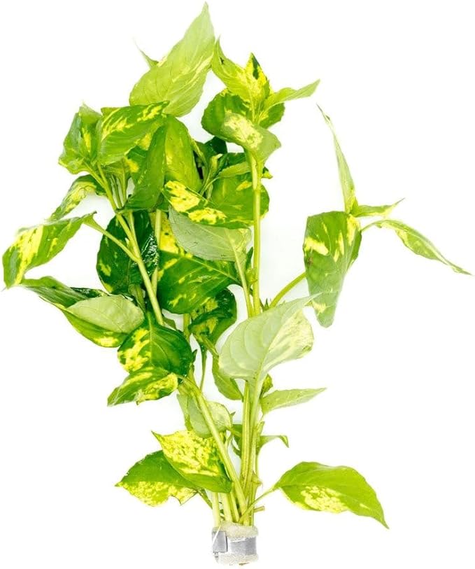 SubstrateSource Live Plants – Variegated Hygrophila (Nomaphila variegatus) – Medium Light, Green and White Accent Freshwater Aquatic Stem Plant, Midground to Background Placement – Pot, 1 Pack