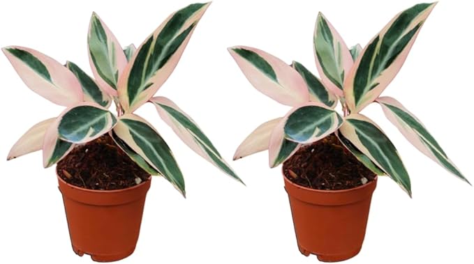CoollectivePlants Stromanthe Triostar – 2 Live Plants in 2″ Growers Pot | Stromanthe Triostar Live Plant - Easy Care Low Maintenance Indoor Houseplants
