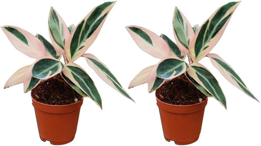 CoollectivePlants Stromanthe Triostar – 2 Live Plants in 2″ Growers Pot | Stromanthe Triostar Live Plant - Easy Care Low Maintenance Indoor Houseplants