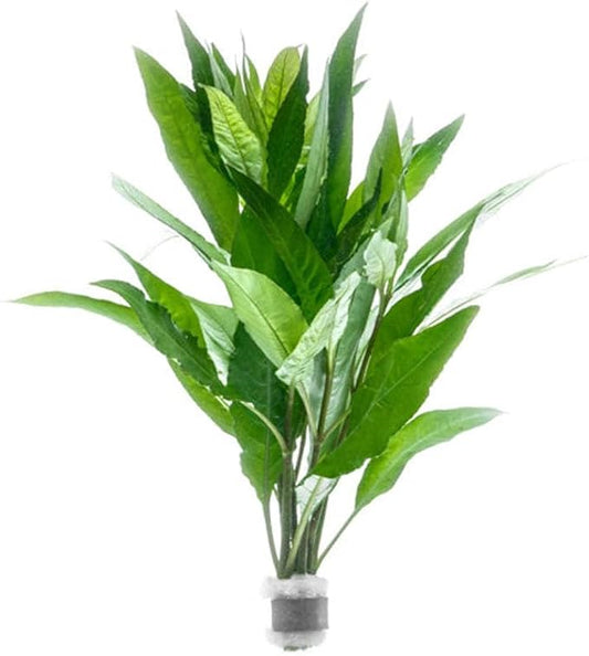 SubstrateSource Live Plant - Nomaphila Stricta - Easy Care, Moderate to High Light, Green Accent, Freshwater Aquatic Plant for Aquascaping - Lead Bunch