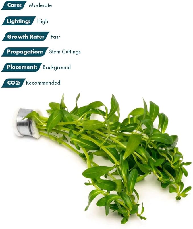 SubstrateSource Live Plant - Ludwigia Inclinata 'Green' - Moderate Care, High Light, Bright Green Accent, Freshwater Aquatic Plant for Aquascaping - Lead Bunch