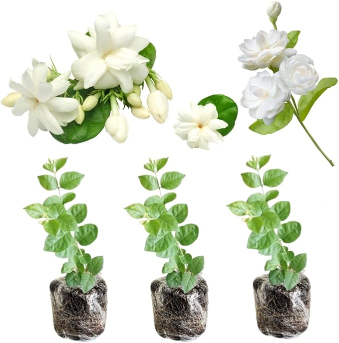 2 Random Jasmine Plants Live, Climbing Jasmine Indoor Outdoor Live, Fragrant, 5-9" in Tall, No Pot, Hardy and Fast-Growing