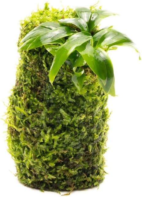 SubstrateSource Live Aquarium Plants on Driftwood, Lava Rock, Moss, Fiber Mat - Freshwater Fish Tanks - Easy, Beginner Friendly (Anubias Minima on Christmas Moss Tower)